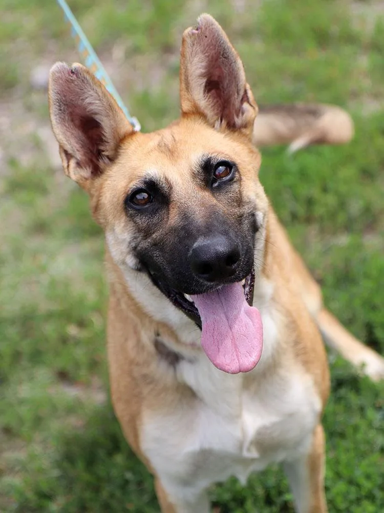 A young medium-sized female Black German Shepherd Dog dog named Bernadette for adoption in Kansas City, KS
