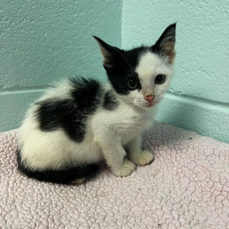 A baby small-sized female White Domestic Short Hair cat named Nebula for adoption in Raleigh, NC