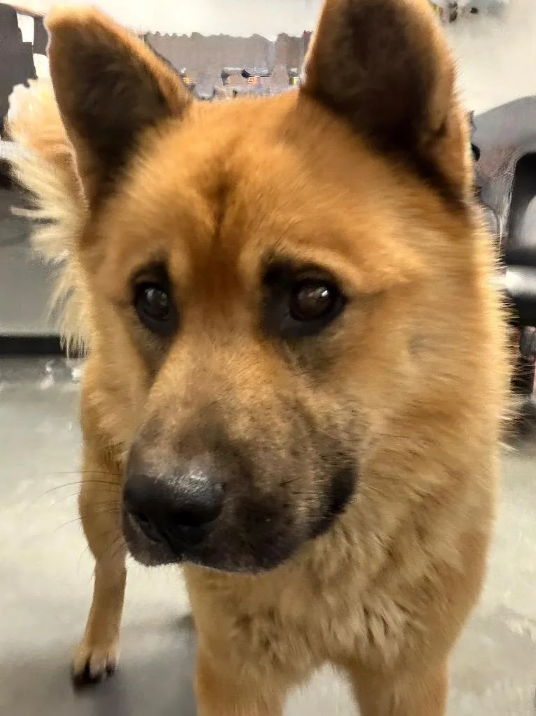 A young large-sized male Akita dog named Fozzie for adoption in Henderson, NC