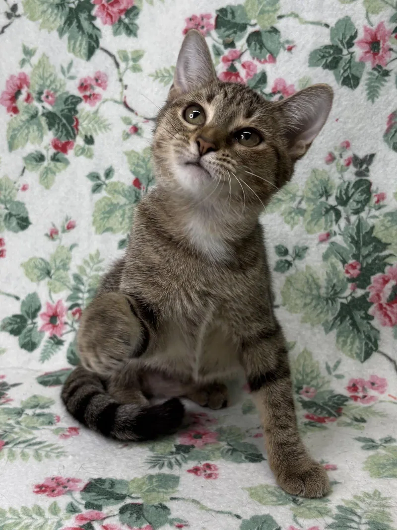 Greta