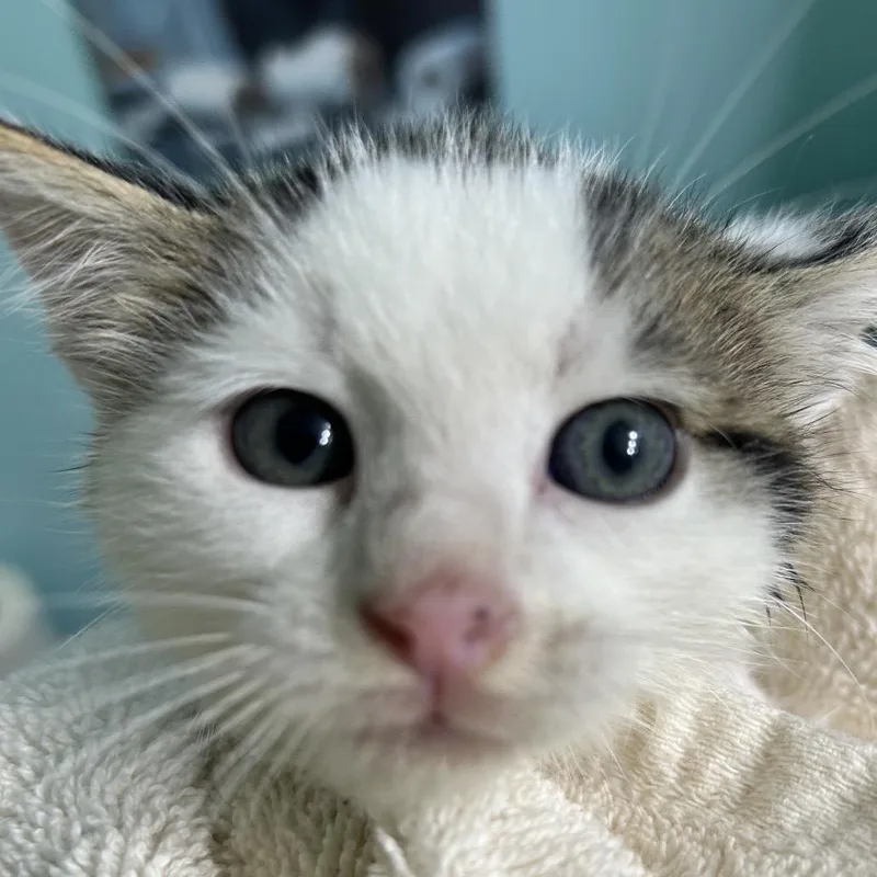 A baby small-sized male White Domestic Short Hair cat named Archer for adoption in Irwin, PA
