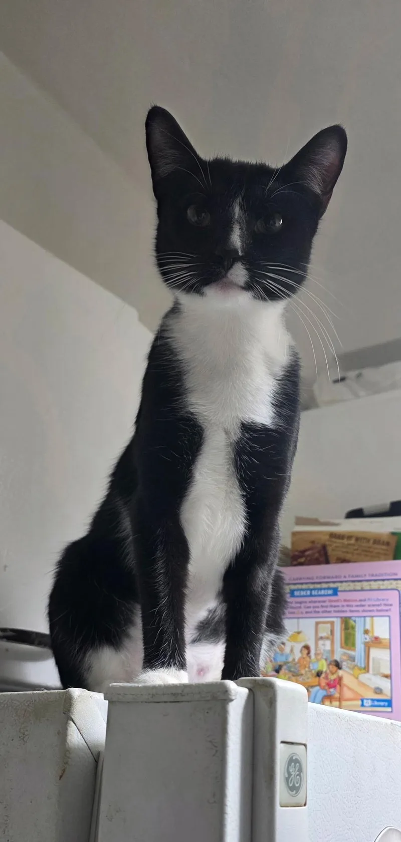 Moppet And Mittens thumbnail 2