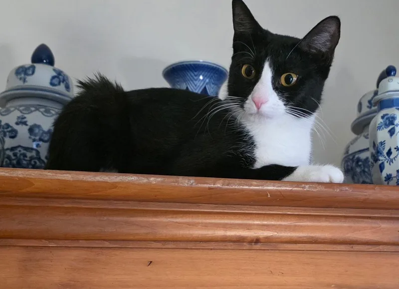 A young medium-sized female Black & White / Tuxedo Domestic Short Hair cat named Moppet And Mittens for adoption in New York, NY