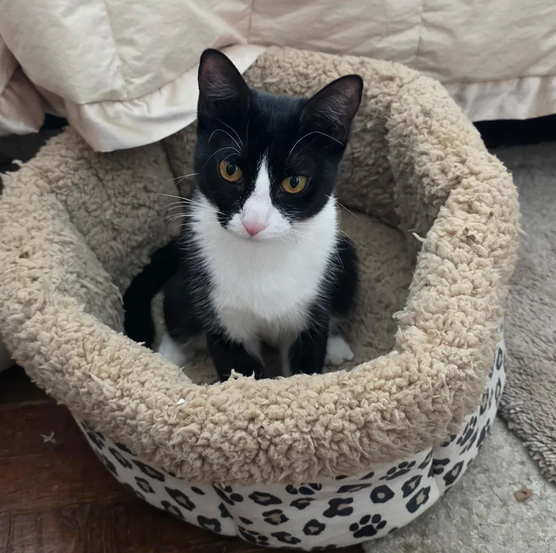 Moppet And Mittens thumbnail 4