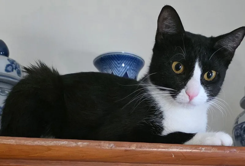 Moppet And Mittens thumbnail 5