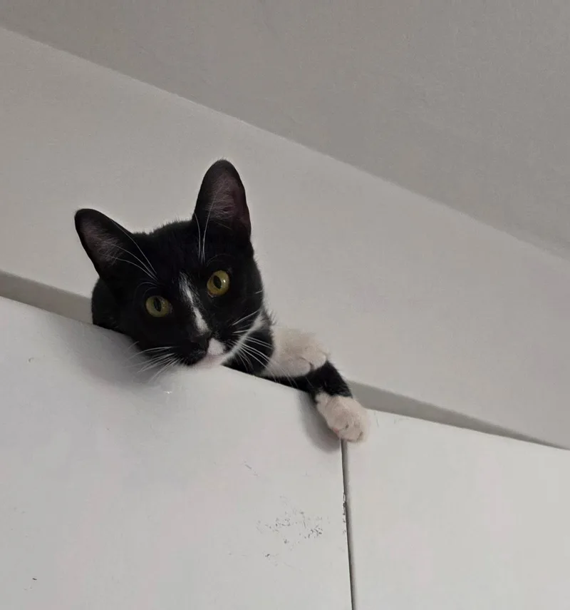 Moppet And Mittens thumbnail 6