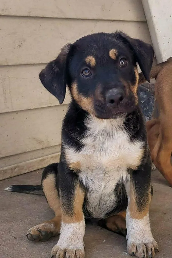 A baby medium-sized male Mixed Breed dog named Jay Decay for adoption in sun prairie, WI