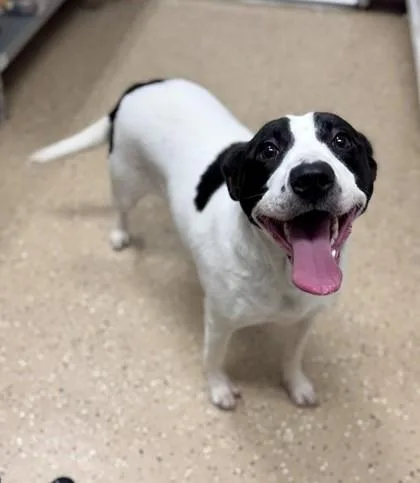 An adult medium-sized female Black Mixed Breed dog named Millie for adoption in Bishop, GA
