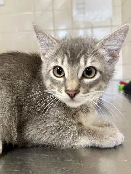 A young small-sized male Domestic Short Hair cat named Putzie for adoption in San Antonio, TX