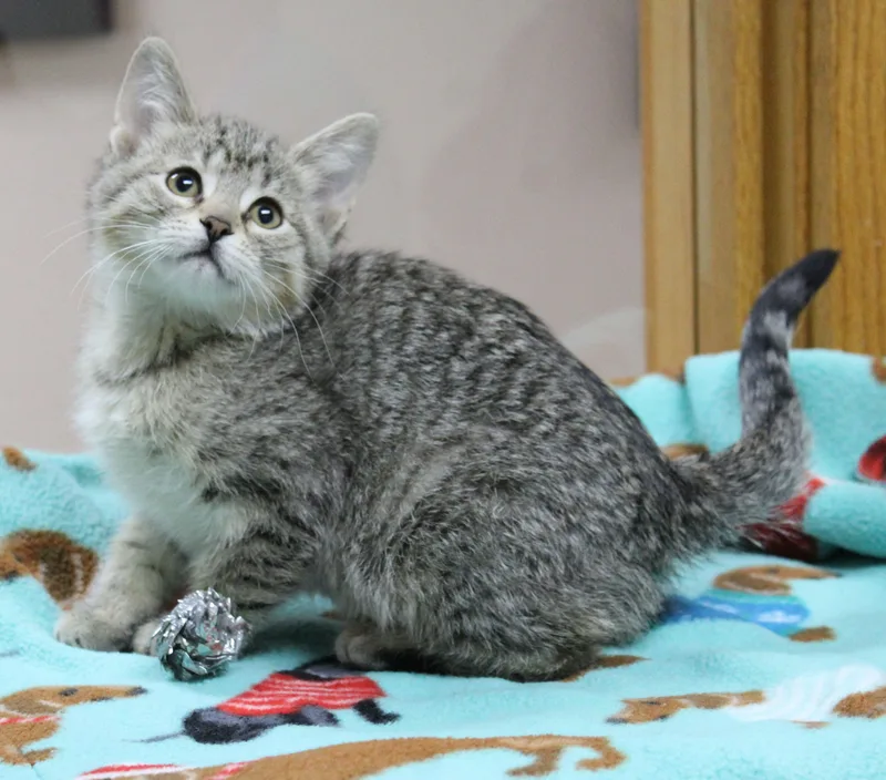 A baby medium-sized female Domestic Short Hair cat named Willow for adoption in Portage, WI