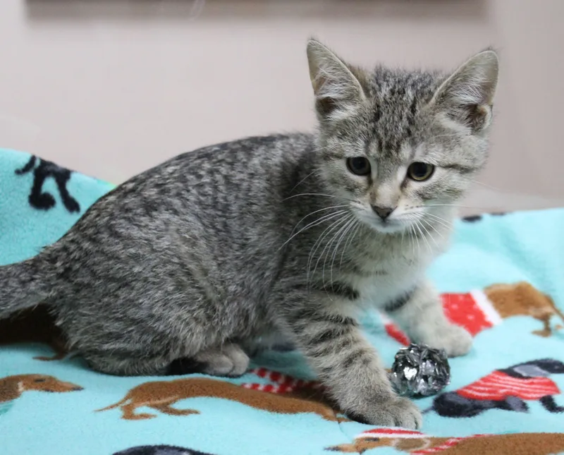 Willow thumbnail 2