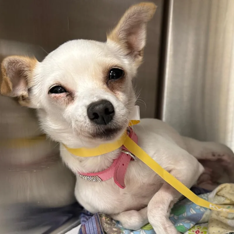 An adult small-sized female Chihuahua dog named Trixie for adoption in Edgar Springs, MO