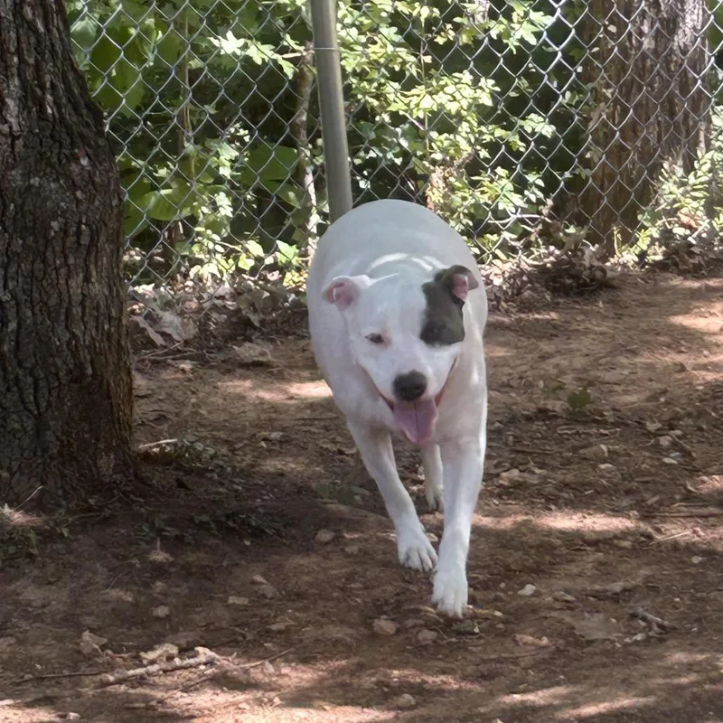 An adult medium-sized male White / Cream American Bulldog dog named Murphy for adoption in Tuscaloosa, AL