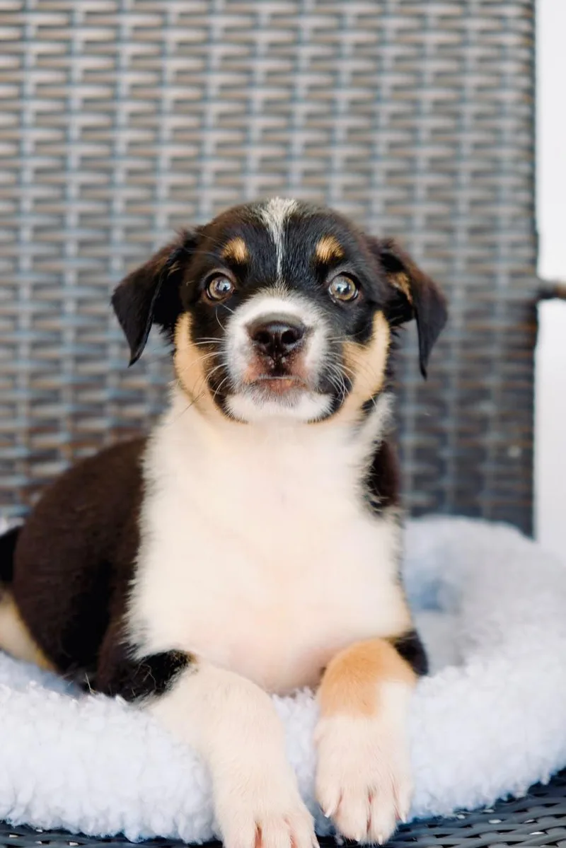 A baby medium-sized female Border Collie dog named Bessie for adoption in San Diego, CA