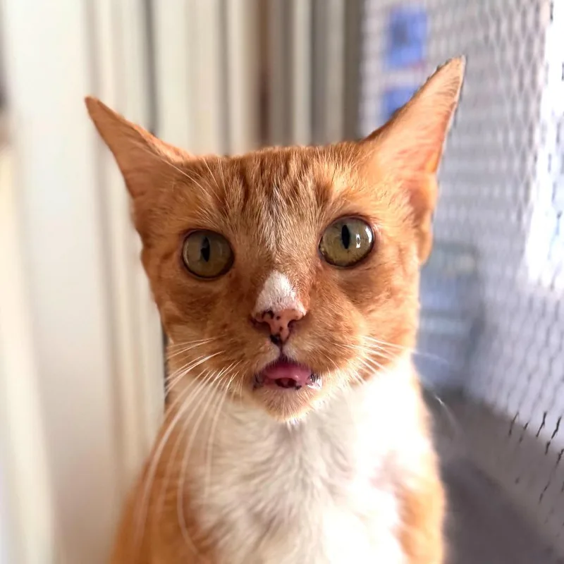 An adult large-sized male Orange / Red Domestic Short Hair cat named Sid for adoption in Salisbury, MA