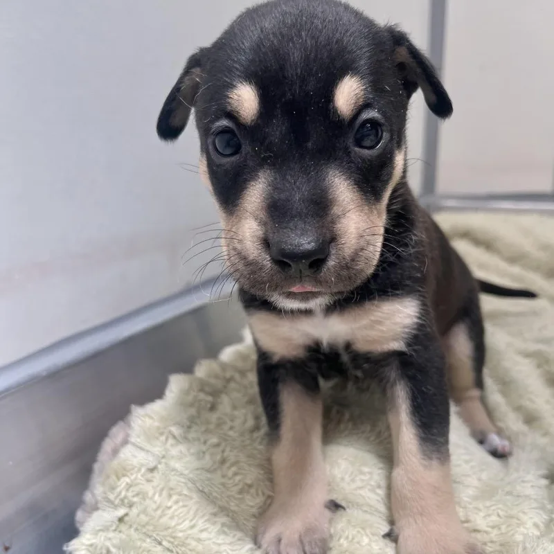 A baby medium-sized male Black Rottweiler dog named Kuzco for adoption in Murray, UT