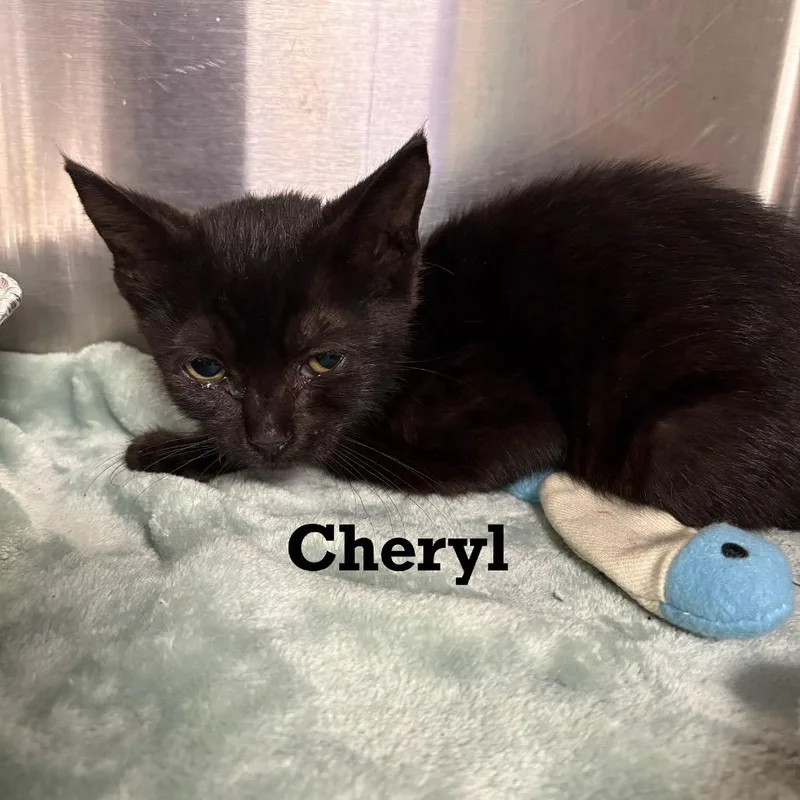 Cheryl