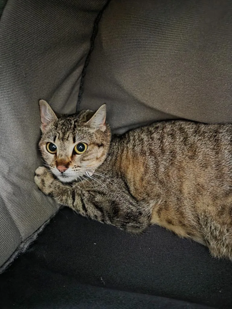 A young small-sized female Domestic Short Hair cat named Shelby for adoption in Brookings, OR