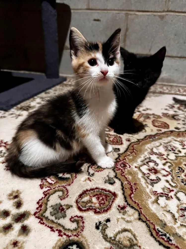 A baby small-sized female Black & White / Tuxedo Domestic Short Hair cat named Duck for adoption in Greensboro, NC
