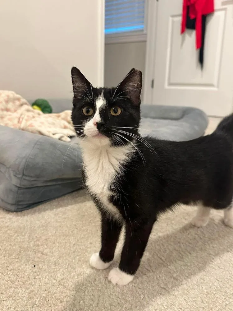A baby small-sized female Black & White / Tuxedo Domestic Short Hair cat named Whiskey for adoption in Milton, DE