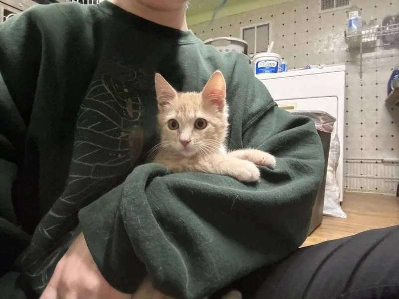 A baby small-sized male Domestic Short Hair cat named Jim Beam for adoption in Fort Walton Beach, FL
