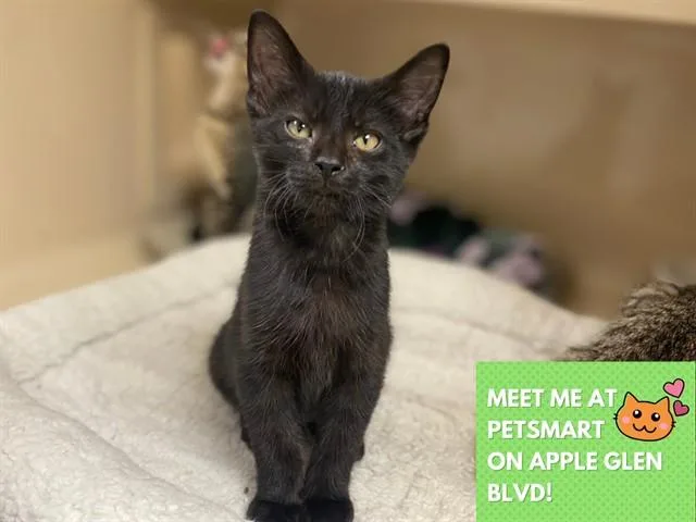 A baby small-sized male Domestic Short Hair cat named Pomegranate for adoption in Fort Wayne, IN