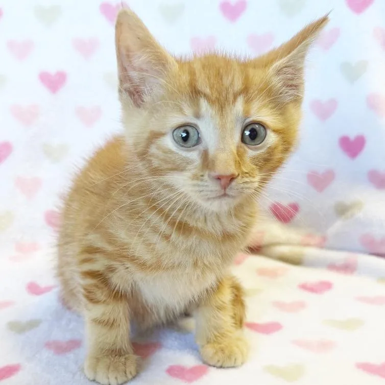 A baby small-sized male Orange / Red Domestic Short Hair cat named Sage for adoption in Mount Juliet, TN