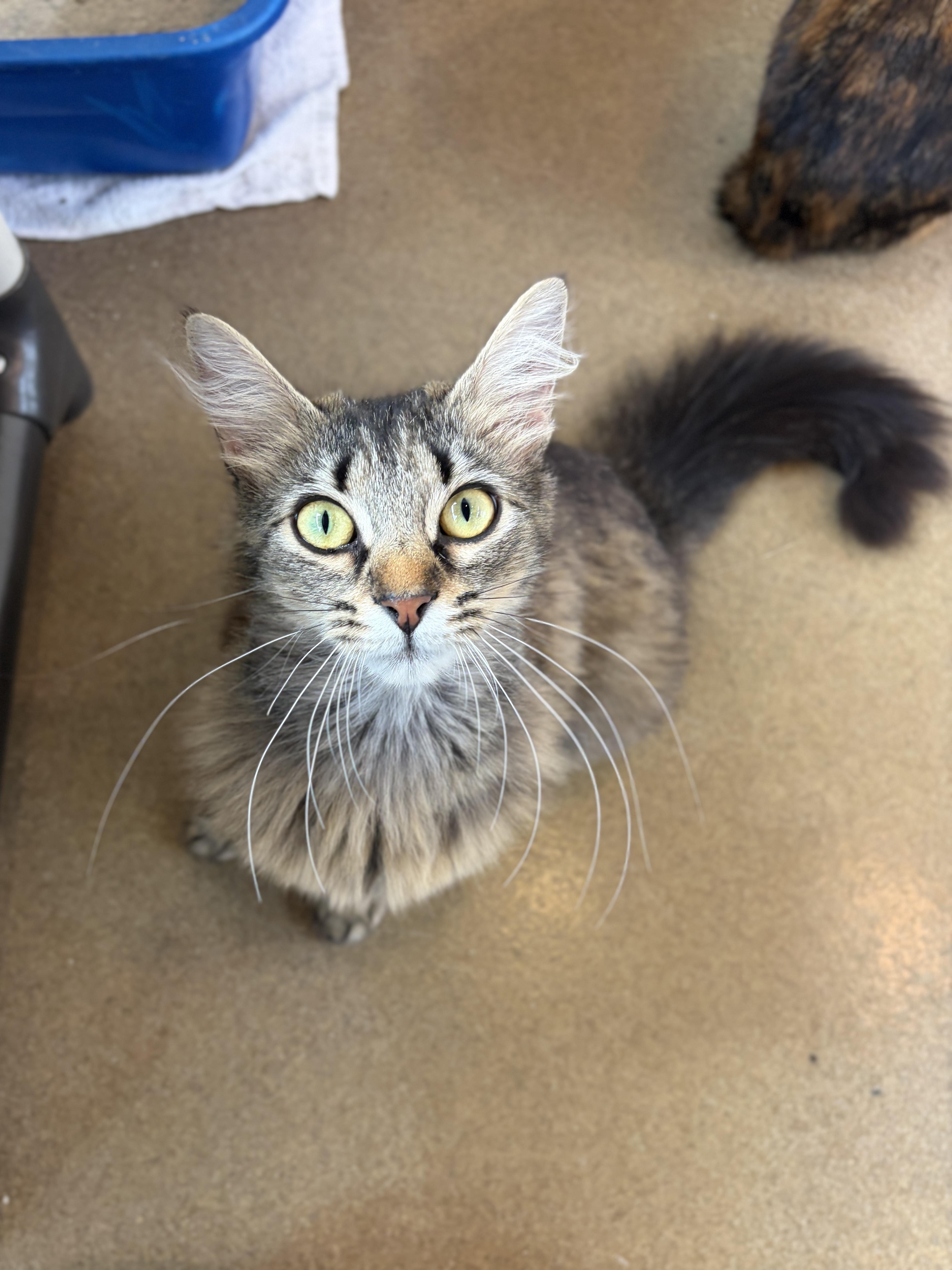 A young medium-sized female Tabby (Brown / Chocolate) Domestic Medium Hair cat named Maeve for adoption in Winchester, VA