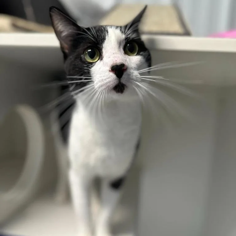 A young large-sized male Black Domestic Short Hair cat named Bad Bunny for adoption in Normal, IL