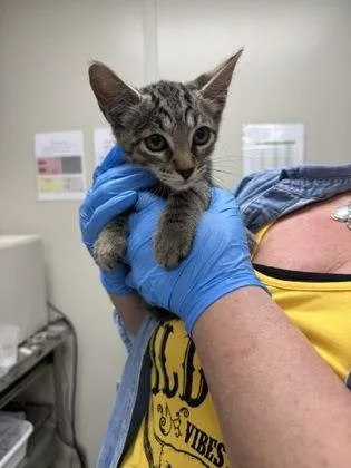 A young small-sized male Domestic Short Hair cat named Alfador for adoption in Conway, AR