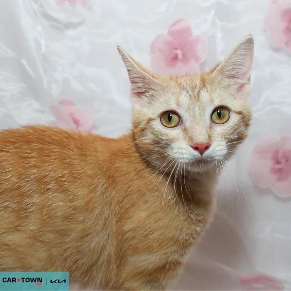 A young medium-sized female Domestic Short Hair cat named Numnums for adoption in Lexington, KY