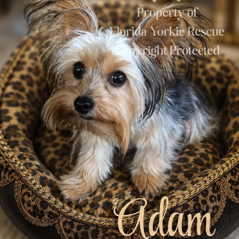 Adam