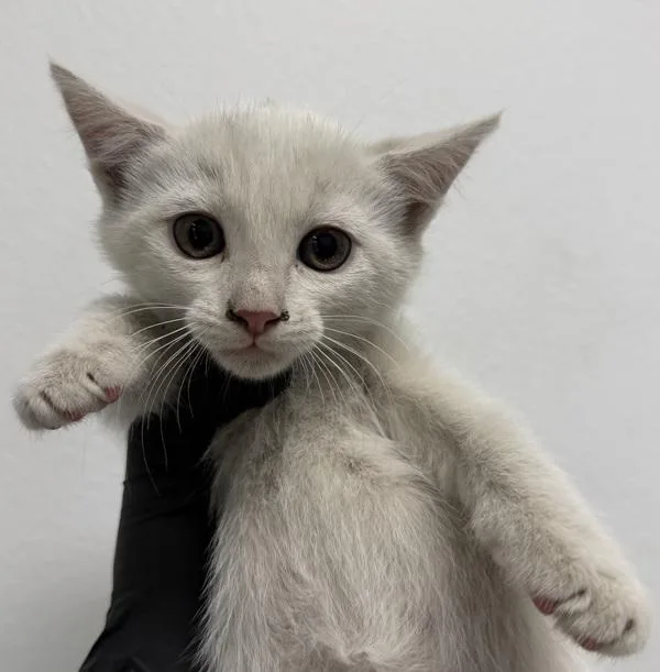 A baby small-sized female Domestic Short Hair cat named Joan Jett for adoption in Escondido, CA