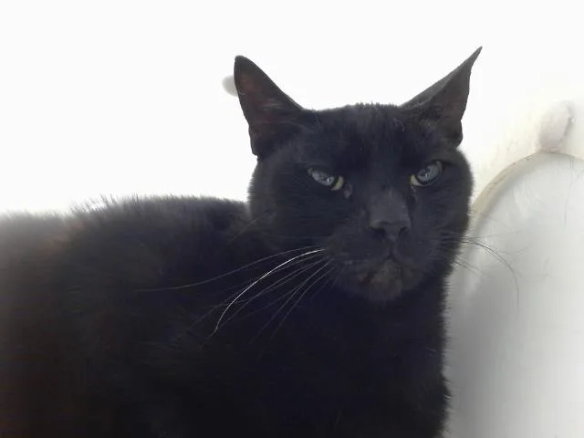 A senior medium-sized male Domestic Short Hair cat named Mystery for adoption in Albuquerque, NM
