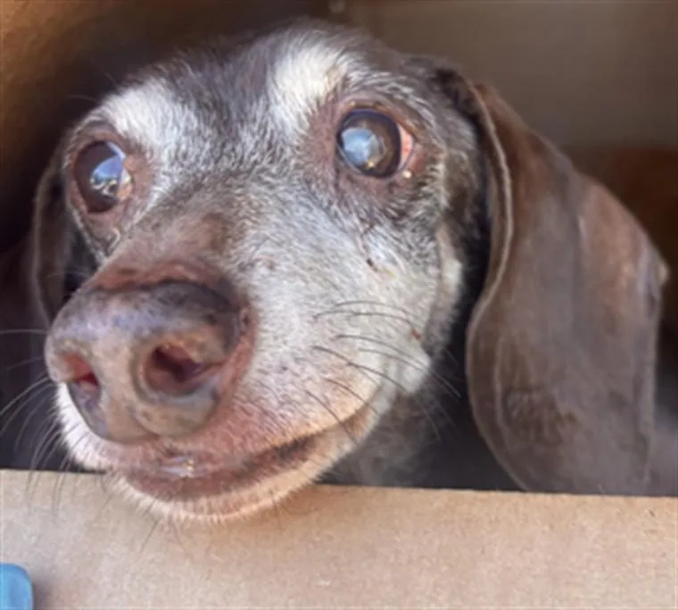 An adult small-sized female Dachshund dog named A for adoption in Olivehurst, CA