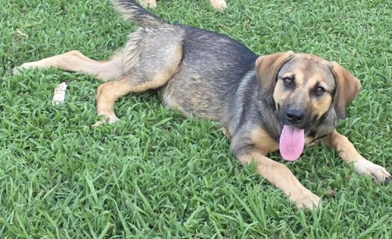 A baby medium-sized female German Shepherd Dog dog named Gena for adoption in Zimmerman, MN
