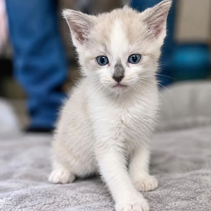 A baby small-sized male White Domestic Short Hair cat named Brisk Werme for adoption in Las Vegas, NV