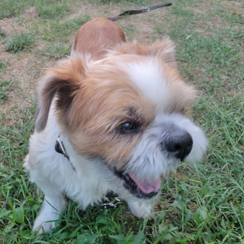 A senior small-sized male Shih Tzu dog named Benji for adoption in Portage, MI
