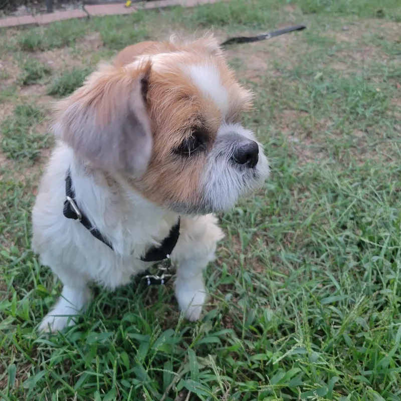 Benji thumbnail 2