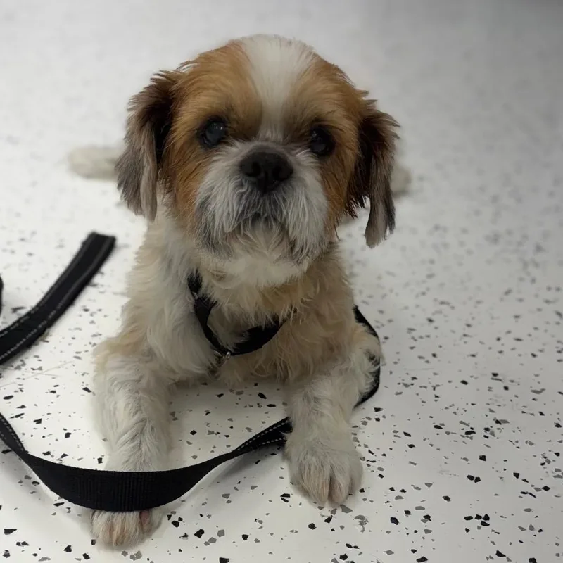 Benji thumbnail 3