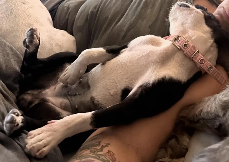 A young small-sized female Boston Terrier dog named Wendy for adoption in Van Vleck, TX