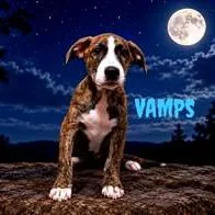 A baby medium-sized male Brindle Mixed Breed dog named Vamps for adoption in Joliet, IL