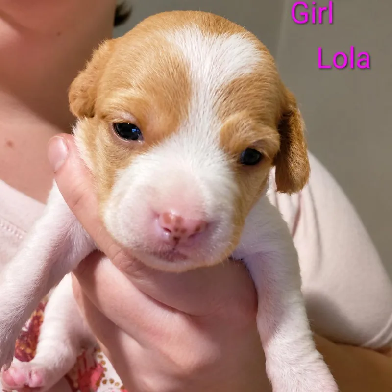 Lola