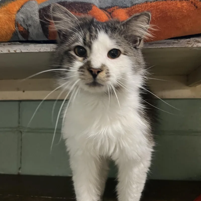 A young medium-sized male White Domestic Medium Hair cat named Jaxon for adoption in Spencer, IA