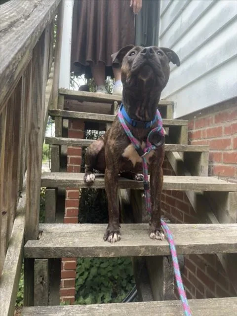 An adult medium-sized female Pit Bull Terrier dog named Rosey for adoption in Chapel Hill, NC