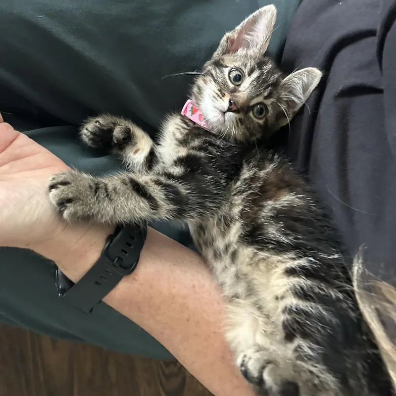 A baby small-sized male Brown / Chocolate Domestic Short Hair cat named Vesper for adoption in Evanston, IL