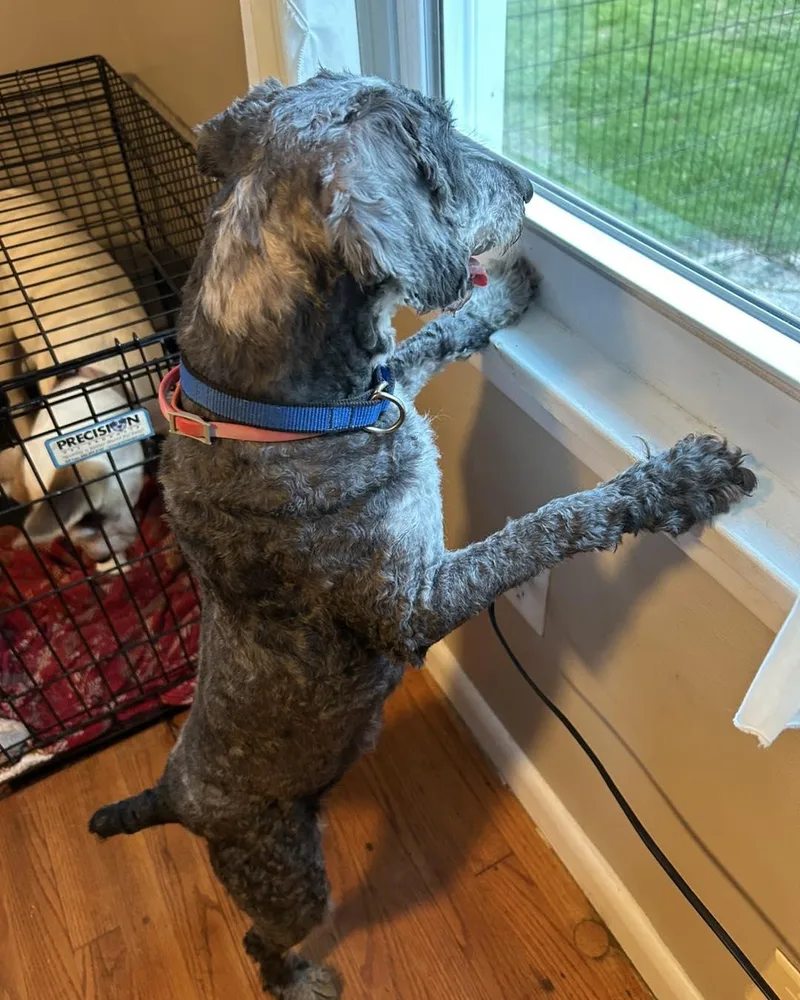 Merlin