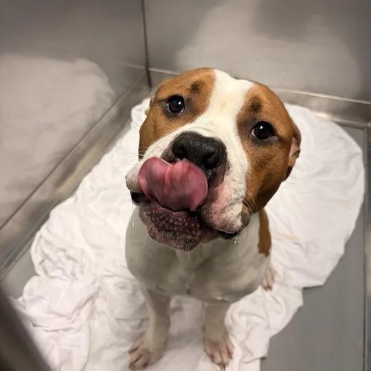 An adult large-sized male White / Cream Mixed Breed dog named No Time For Break for adoption in Davenport, IA