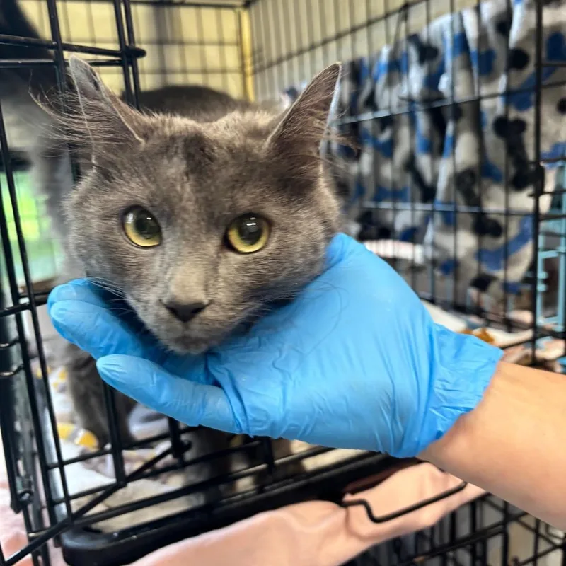 A young medium-sized female Gray / Blue / Silver Domestic Short Hair cat named Mochi Mochi for adoption in Allentown, PA