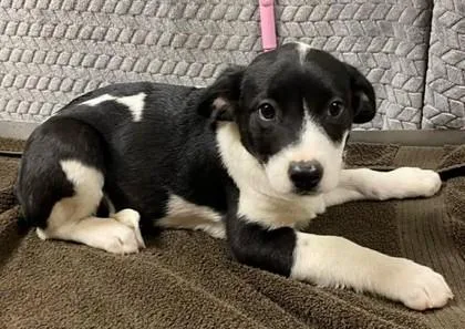 A baby large-sized female Mixed Breed dog named Woah Nelly for adoption in Lampasas, TX